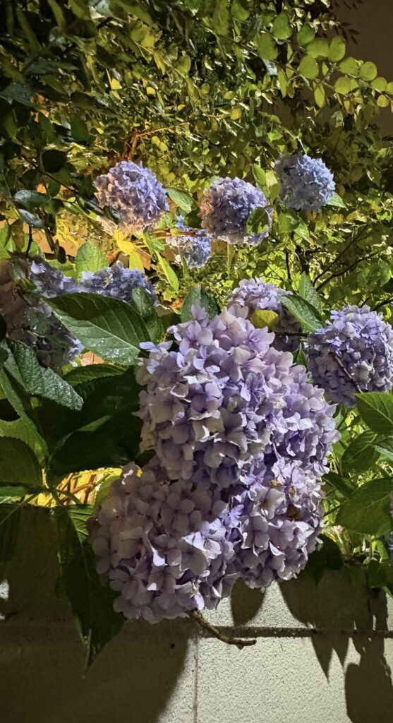 1439組目のプロポーズが花の館 パラディ北野で成功されました。